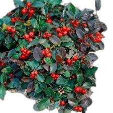 Wintergreen Oil (Gandhapura)