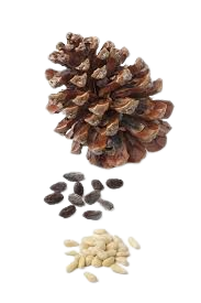 Pine Tree Oil (Chida)